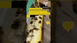 If you decide to feed your bees with pollen substitutes and out in the open, you'll have to..