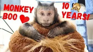 Capuchin MonkeyBoo отмечает первые 10 лет!! (СБОРНИК)