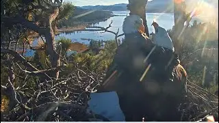 SHADOW DOES NOT WANT TO GIVE JACKIE HIS FISH! 🐟 FOOD FIGHT! 😲 Big Bear Eagles FOBBVCAM 1.15.26