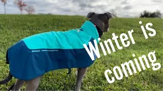 Best winter Jacket for Pitbulls