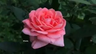 George Davidson - Ne me quitte pas 🎶🌹