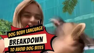 Common signals dogs give to help you avoid a dog bite! Quick & easy body language breakdown!