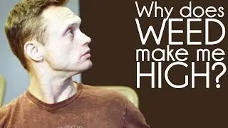 Why does weed make me high? Learn how marijuana, THC and cannabinoids work.