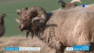 Les moutons Shetland de Julien sont les gardiens naturels d'un littoral en danger