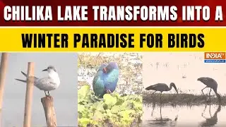Chilika Lake in Odisha Becomes Winter Haven for Millions of Migratory Birds