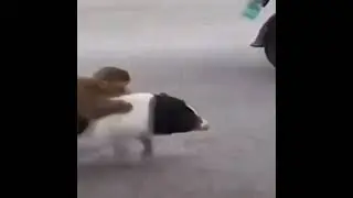 Hog Rider 😅😱🔥🐗🐒#pig #monkey#animals #funnyvideo #funny #😯🐒🐗