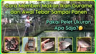 Pakan Ikan  Gurame Dari Awal Sampai Panen | Pakan Ikan Gurame Agar Cepat Besar