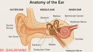 Structure of human Ear👂 