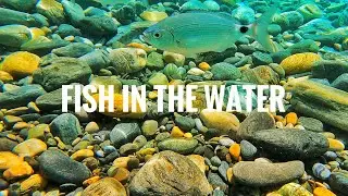 Fish in the Water