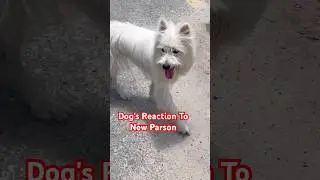Dog' Reaction to A New Person's Command #shorts