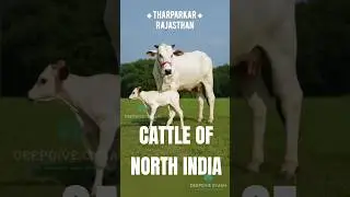Desi Cow Breeds from North India Explained. From Sahiwal to Tharparkar #IndianCattle