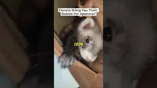 The ADORABLE Reason Ferrets Bring Their Babies to Humans!