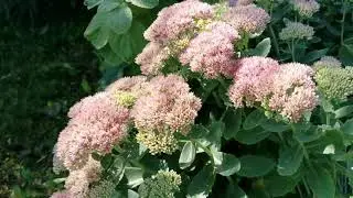 Sumakh is a vinegar tree. Сумах - уксусное дерево.