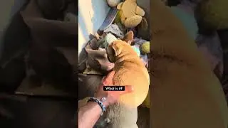 Keeping Your Frenchies Active #keeping #your #frenchies #active #dogdad #youtube