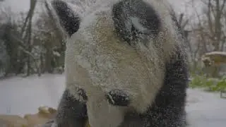 Panda giganti, un parco giochi nella neve: le immagini da Vienna