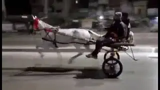 Pari From Pabbi Horse Race Try Peshawar horse race try Pakistani Tonga Racers Official