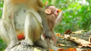Lovable Baby Monkey Begs Mom to Feed It &mdash; So Sweet