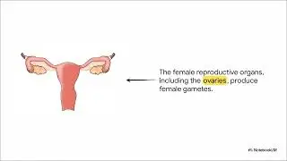 Reproduction and Endocrine System - Class 8 - Science