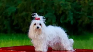 Maltese Dogs and Respiratory Health: Preventing Issues