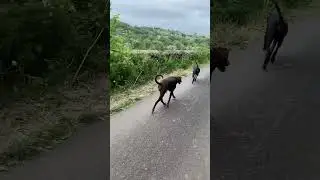 Trotting v pacing