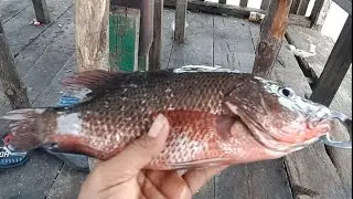 MANCING DI SPOT PALING GACOR KAMPUNG NELAYAN BELAWAN