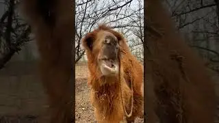 Hump Day Heroes Journey into Camel Farm Life #camel #camelfarming #camellife