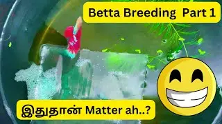 Betta Breeding Part 1 #kolathur #betta #bettabreedingtank #bettabreeding #vineger #bettafry #guppy