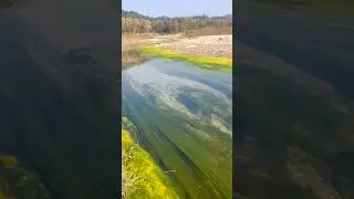 NATURE VIEW  AT HOMETOWN 😍 #trending #shorts #youtubeshorts