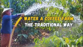 How Coffee Farmers in Vietnam Water Their Fields?
