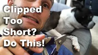 Is Your Boston's Toe Nails Bleeding? Stop It In 4 Steps!