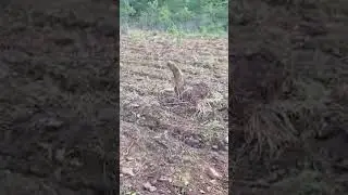 Potato and Tomato farming in Rural Chimanimani Zimbabwe