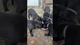 Puppy Diaries - Part 1 