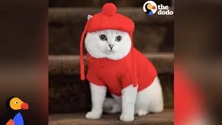 This Cat Is A Supermodel - WHITE COFFEE CAT | The Dodo