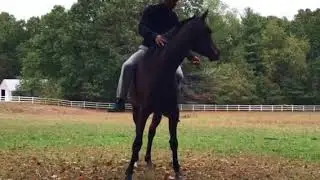 Bareback Riding - No reins - No bridle 🐴