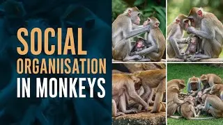 social organisation in moneys , Bsc and MSc Animal behavior