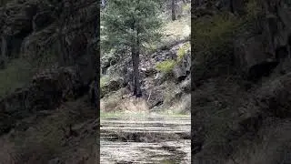 DEER RUNS THROUGH POND #deer #ponds #wildernessadventure #whitetail #forestlife #forestlife