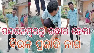 ପନ୍ଦରନୁମ୍ବରରୁ ଉଦ୍ଧାର ହେଲା / ବିରଳ ପ୍ରଜାତି ନାଗ ସାପ #viral #snakevlog @Bajrangi_nitish_kumar