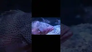 🌊Sea Life Photography- Pt. 4🌊