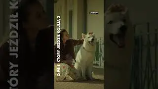 Najsłodsze, co dziś zobaczycie! | O psie, kt&oacute;ry jeździł koleją 2 | Oglądaj w CANAL+ #canalpluspolska