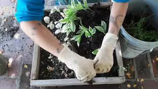 Hydrangea Stem Propagation Cut Location Observation