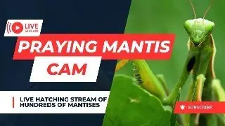 Praying Mantis Live Stream