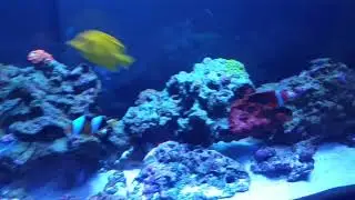 60 gallon saltwater fish tank