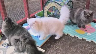 My Cats Discover Rain in Their Catio for the First Time