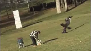 Wtf Golden Eagle tries to snatch baby