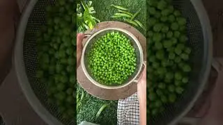 Preserve Green Peas for upto 1 Year by FREEZING IT CORRECTLY ! No Wrinkles & retain colour