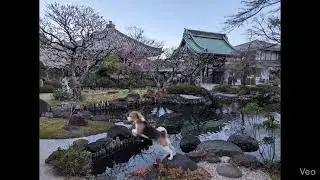 A beagle plays on the pond rocks in the Hasedera temple garden in Kamakura 