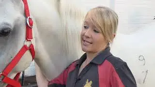 The Importance Of Stretching Your Horse