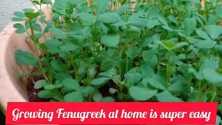 How to grow Fenugreek at home|| container gardening|| ghar par methi ko ugayein  bahut asani se ||
