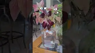 Chop and prop of Bloodleaf