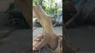 bằng lăng 300k.:  0344365259